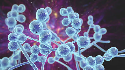 Cleanse Yeast with Syntol Probiotic Enzyme