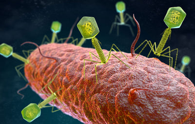 Floraphage Phage