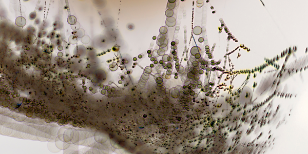 Syntol Naturally Dissolves Biofilms