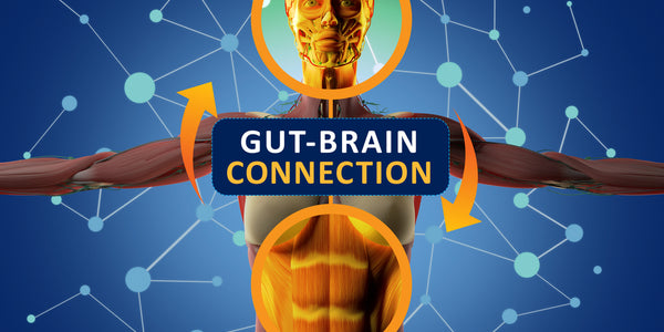 Syntol Probiotic The Gut Brain Connection